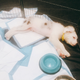 Image for article titled We Went To The Puppy Bowl And Brought Back Pictures Of Very Good Doggies And Cats